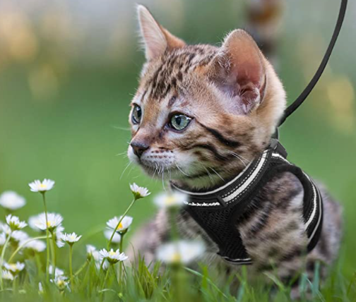 AdventureKit - Sikker sele til eventyrlystne katte