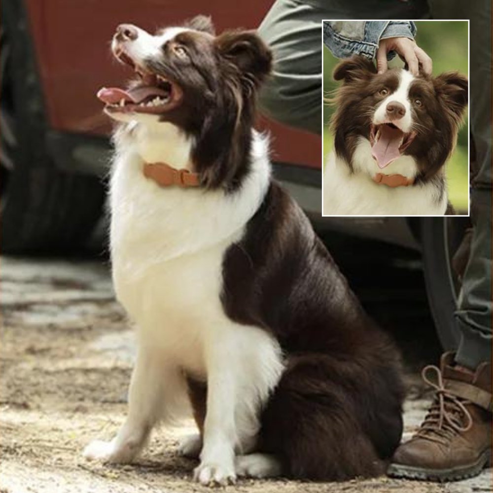 LuxeLeather • AirTag Hundehalsbånd