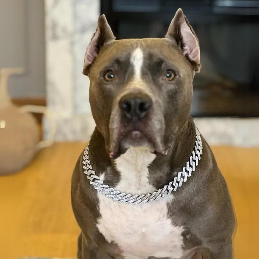 LuxeLink • Hund Guld Kæde Halsbånd