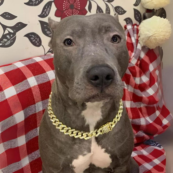 LuxeLink • Hund Guld Kæde Halsbånd