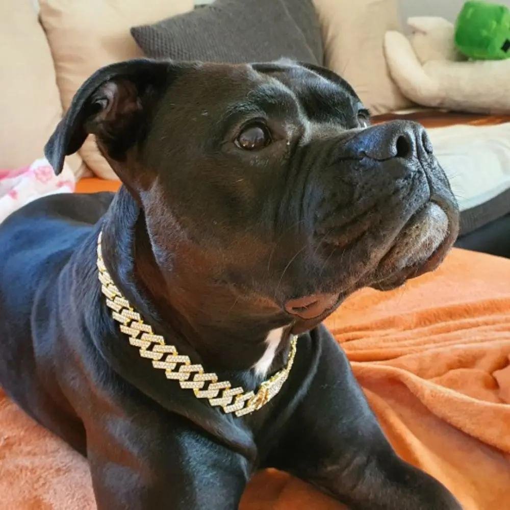 LuxeLink • Hund Guld Kæde Halsbånd