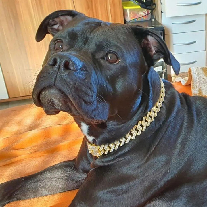 LuxeLink • Hund Guld Kæde Halsbånd