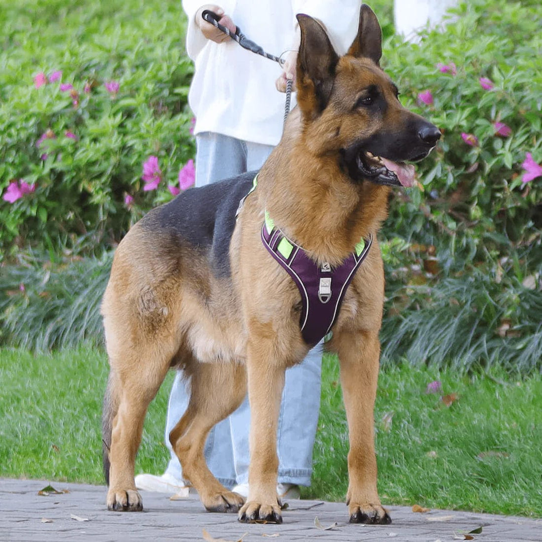 PawsControl - Den Ultimative Ingen Træk Hundesele