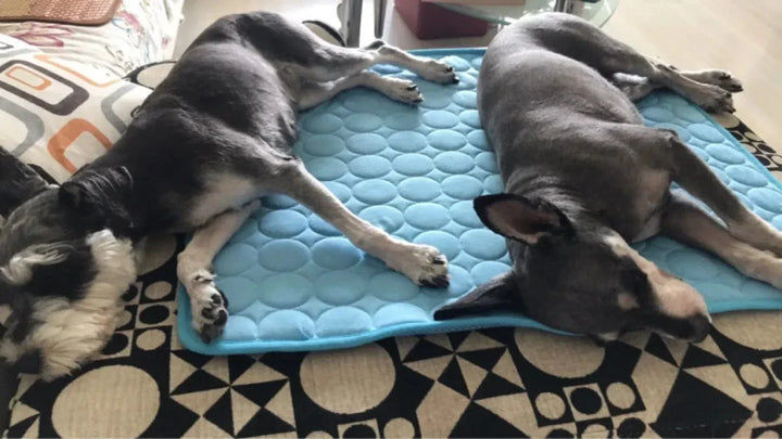 Hundekølemåtte Sommerpude til Hunde Katte Tæppe Åndbar Hundeseng Kennel Hvalp Sove Sofa Pude Hundetilbehør |