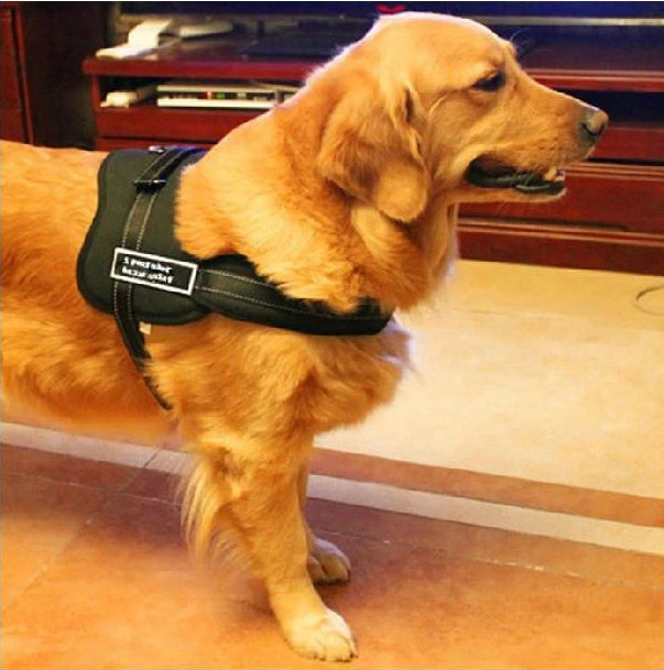 Hundegåseliner |