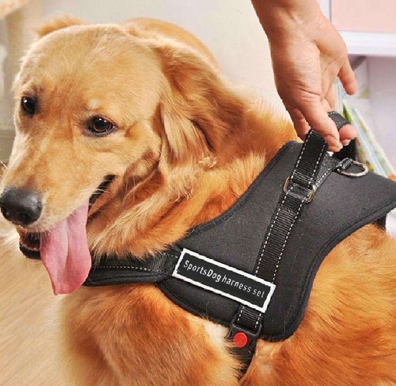 Hundegåseliner |