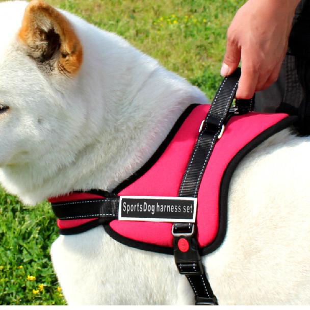 Hundegåseliner |