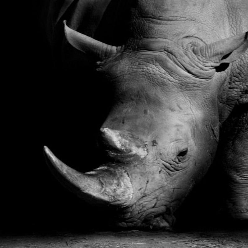 Natur Vilde Dyr Afrika Vildt Liv Sort Hvid - Lærred Vægbillede Maleri