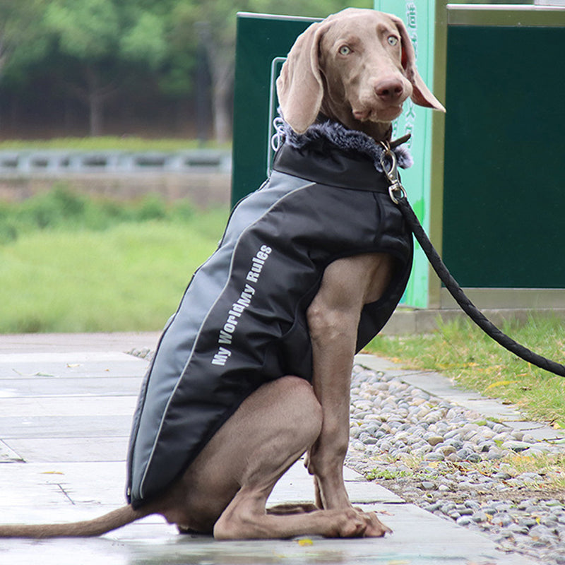 Reflekterende Hundejakke med Sele - GlowPaw™